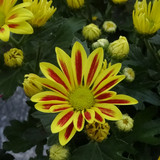 Flower image V171020251624 N88