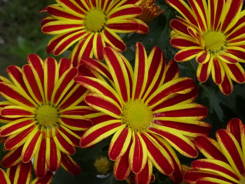 Flower image V171020251624 N81
