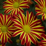 Flower image V171020251624 N81