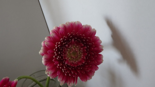 Flower image V171020251624 N115