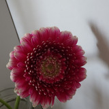 Flower image V171020251624 N115