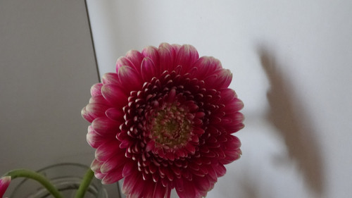 Flower image V171020251624 N116