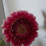 Flower image V171020251624 N116