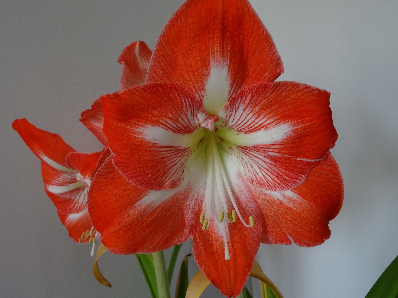 [Image: Kvlf2dg.jpg]