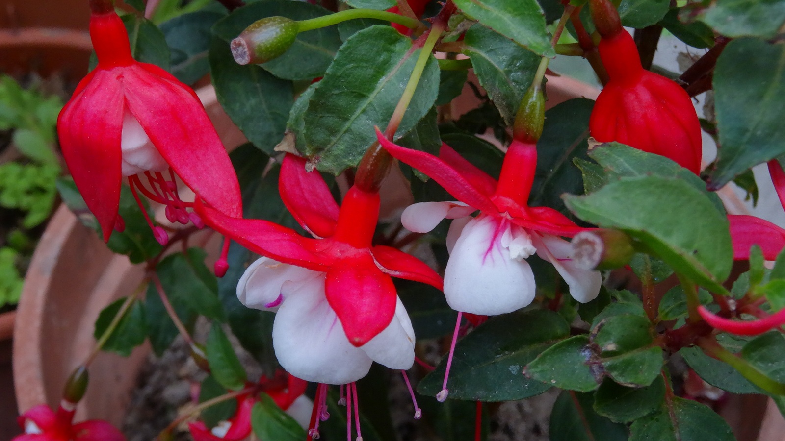 [Image: Kvlf4Tv.jpg]