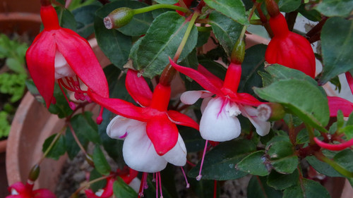 Flower image V171020251624 N127