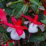 Flower image V171020251624 N127