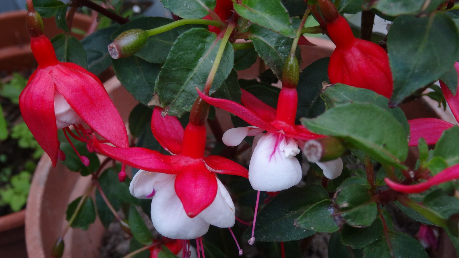 [Image: Kvlf6jR.jpg]