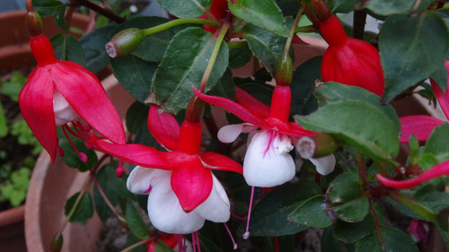 Flower image V171020251624 N128