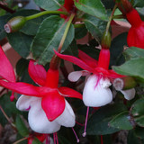 Flower image V171020251624 N128