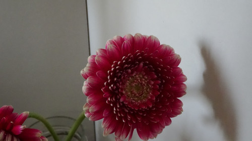 Flower image V171020251624 N112