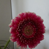 Flower image V171020251624 N112