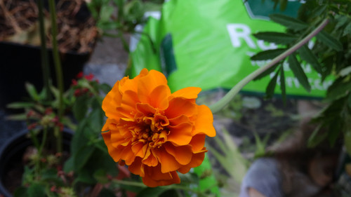 Flower image V171020251624 N124