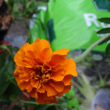 Flower image V171020251624 N124