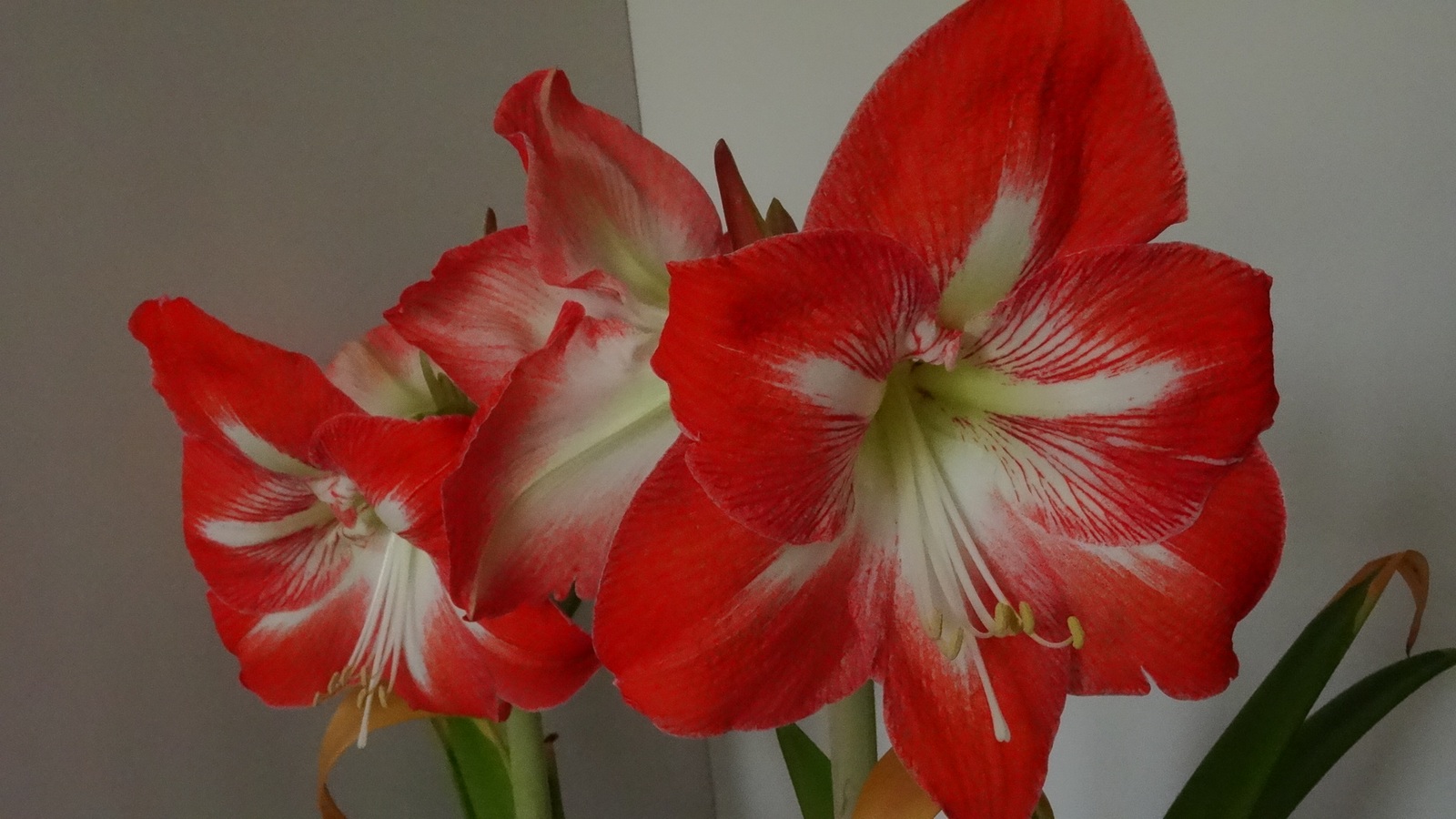 [Image: KvlfAkG.jpg]