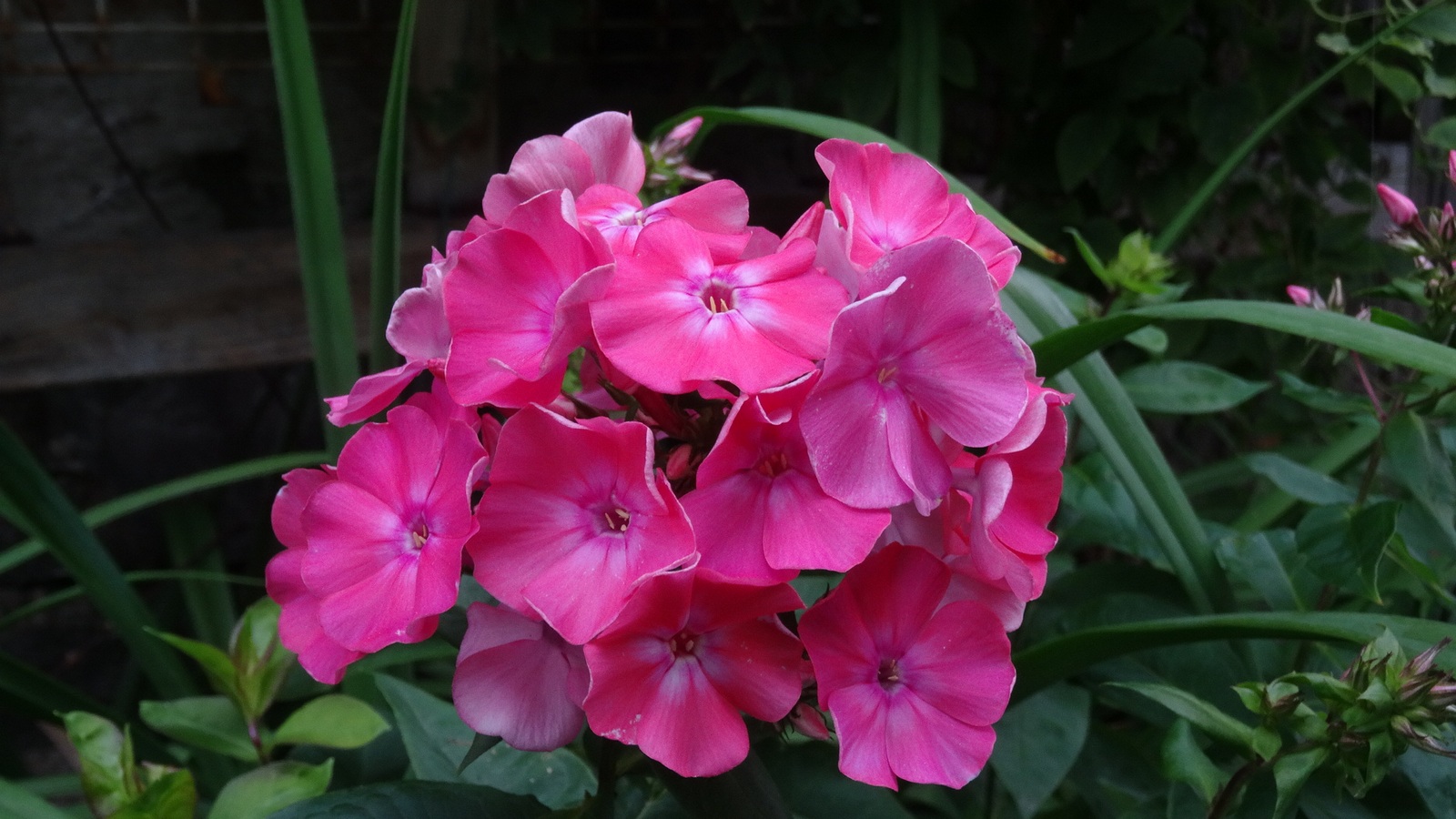 [Image: KvlfDan.jpg]