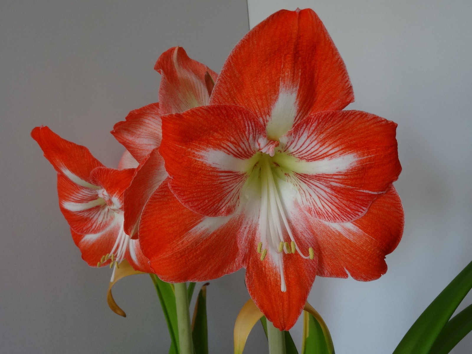 [Image: KvlfH11.jpg]