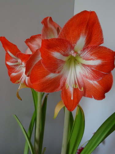Flower image V171020251624 N99