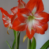 Flower image V171020251624 N99