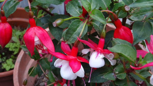 Flower image V171020251624 N129