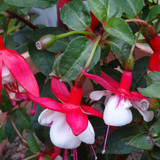 Flower image V171020251624 N129