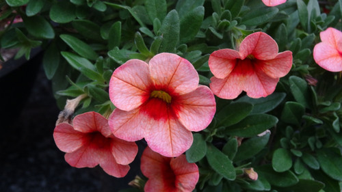 Flower image V171020251624 N125