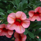 Flower image V171020251624 N125