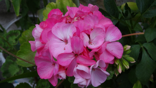 Flower image V171020251624 N118