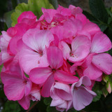 Flower image V171020251624 N118