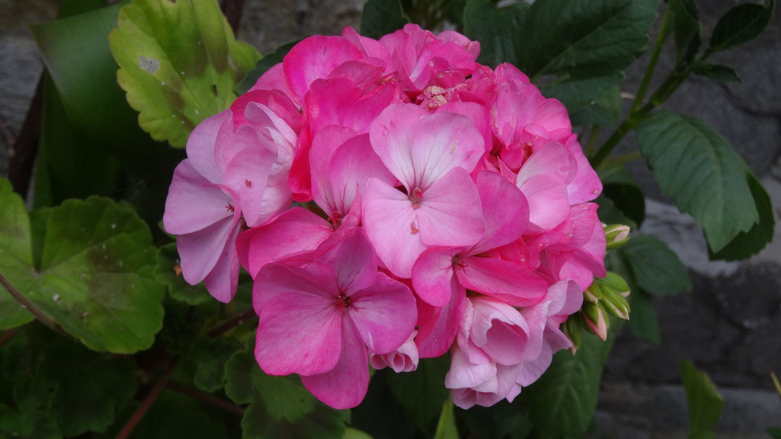 [Image: KvlfWpj.jpg]