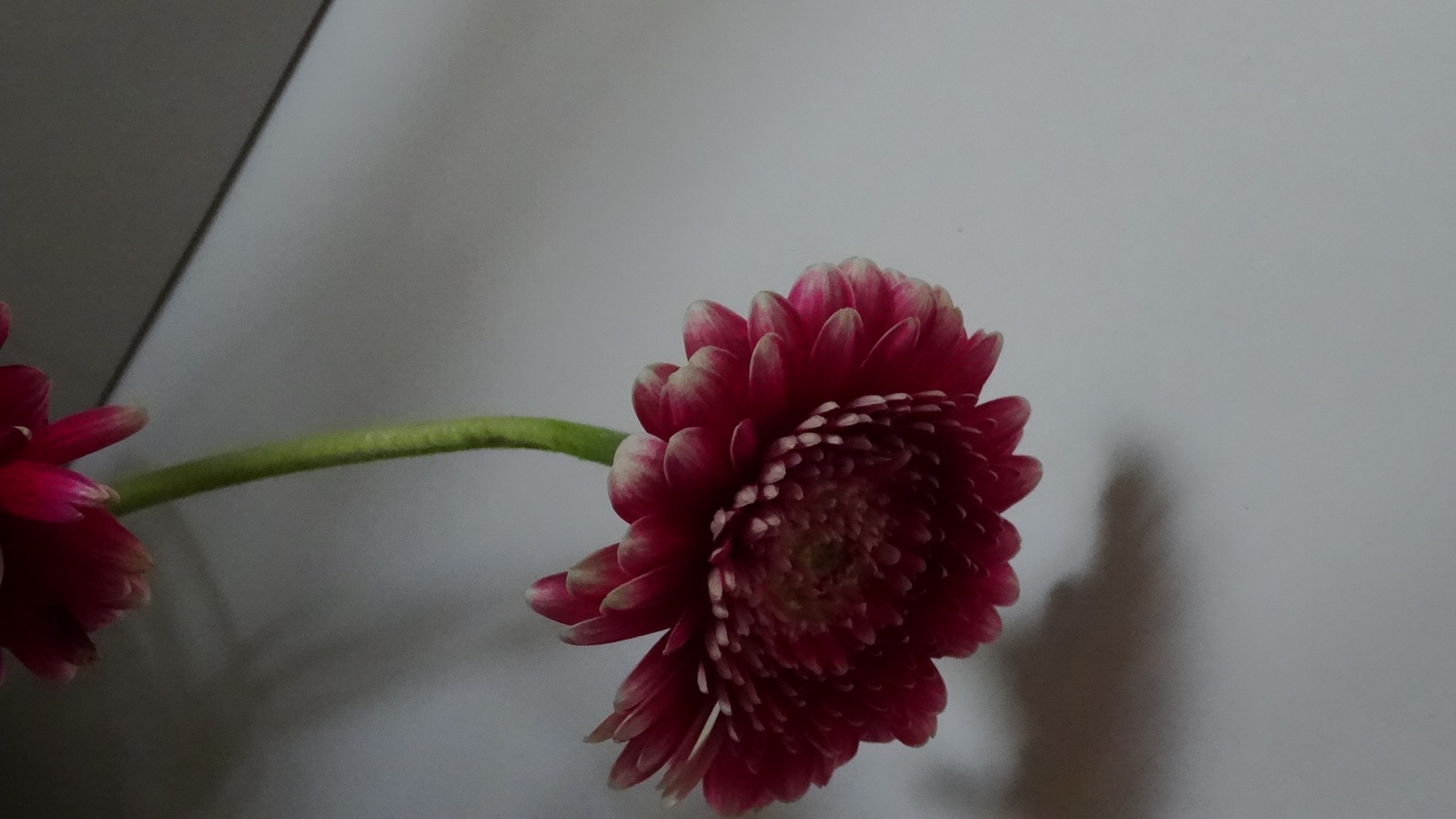 [Image: KvlfYhl.jpg]