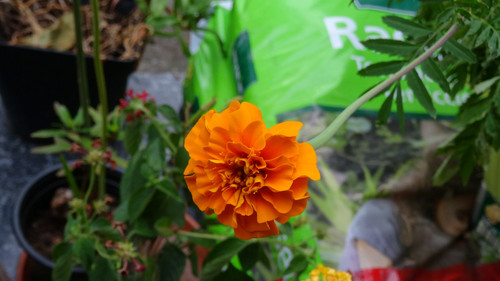 Flower image V171020251624 N122