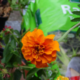 Flower image V171020251624 N122