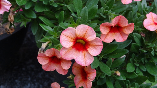 Flower image V171020251624 N126