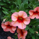 Flower image V171020251624 N126