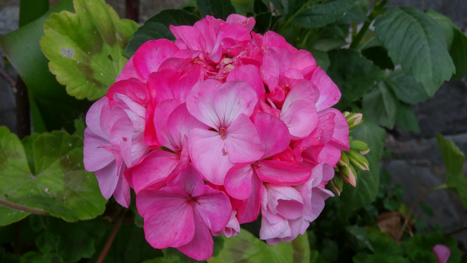 [Image: KvlfhTx.jpg]