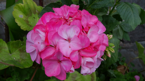 Flower image V171020251624 N120