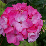 Flower image V171020251624 N120