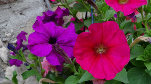 Flower image V171020251624 N121