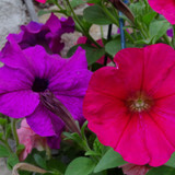 Flower image V171020251624 N121