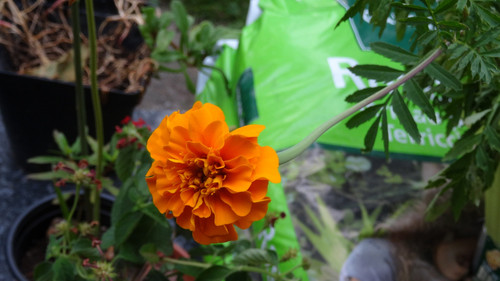 Flower image V171020251624 N123