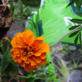 Flower image V171020251624 N123