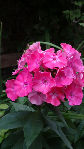 Flower image V171020251624 N134