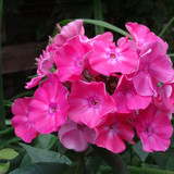 Flower image V171020251624 N134