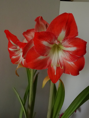 Flower image V171020251624 N105