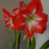 Flower image V171020251624 N105