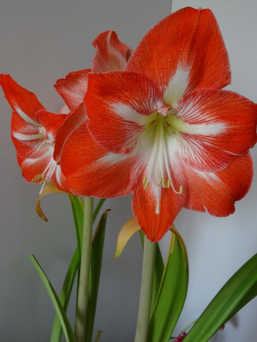 Flower image V171020251624 N103