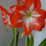 Flower image V171020251624 N103