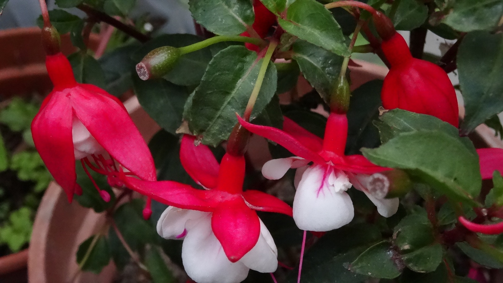 [Image: KvlfsCN.jpg]