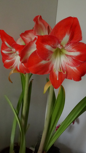 Flower image V171020251624 N110